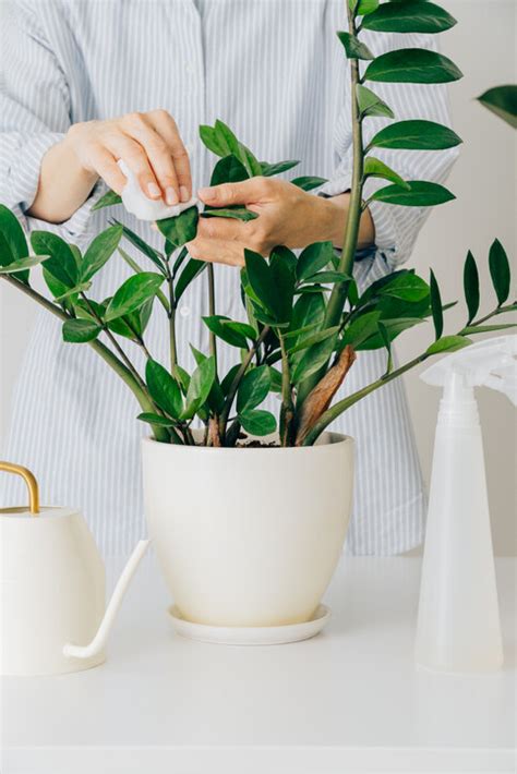 多肉植物風水|風水植物｜不只富貴竹！7款招財/招桃花植物推介+不可不知風水 